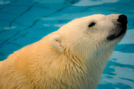 Portrait of a Polar Bear in a Poolの写真素材