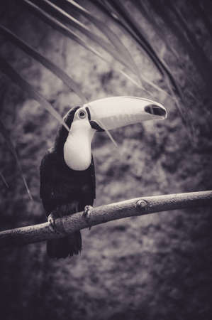 Beautiful Toucan Sat on a Branchの写真素材