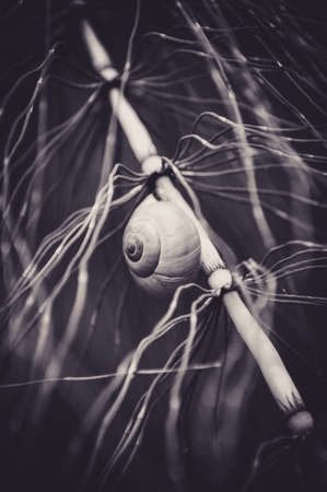 White Snail Climbing the Stalk of a Plantの写真素材