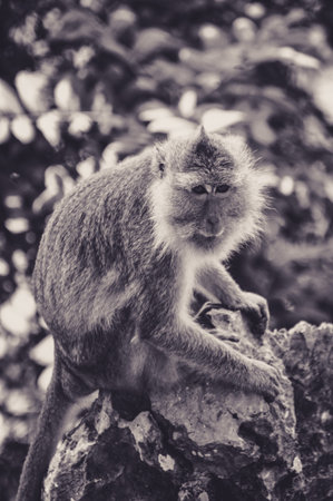 Worried Macaque sat on a Rock in Thailandの写真素材