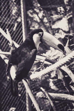 Toucan Sat on a Rope in its Cageの写真素材