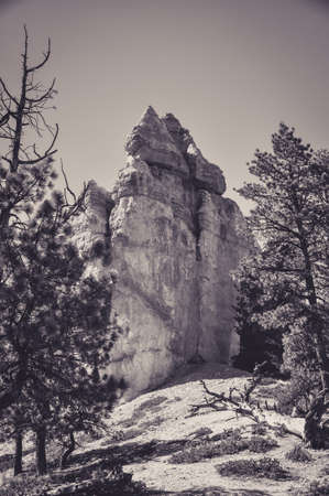 Big Orange Hoodoo in Bryce Canyon Parkの写真素材