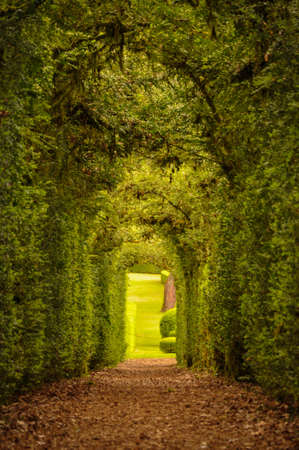 Plant Tunnel in the Garden of Marqueyssacの写真素材
