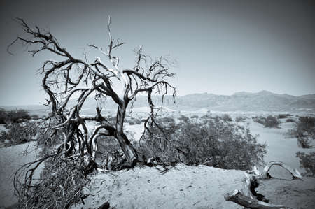 Dead Twisted Tree in the Desert of Mesquite Flat Sand Dunesの写真素材