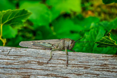 Cute Little Cricket on a Boardの写真素材