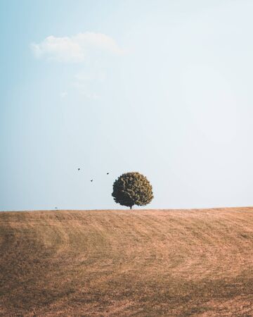 Lonely tree on the hill with flying birdsの写真素材