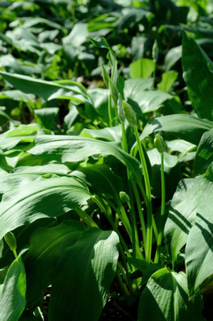 Wild garlic plants in springtime