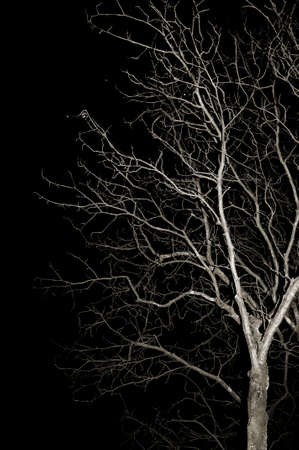 Spotlighted bald branches in winter at a black backgroundの写真素材
