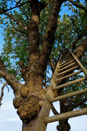 Blooming fruit tree with ladder under a blue skyの写真素材