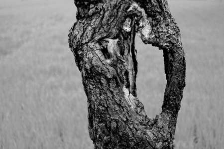 Part of a trunk of an old tree in black and whiteの写真素材