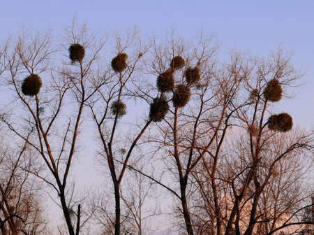 Trees with mistletoes under a clear blue skyの写真素材