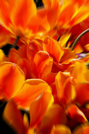 A group of orange tulipsの写真素材