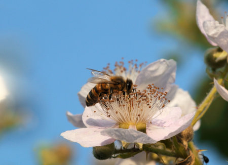 Blooming blackberry with a bee under a blue sky