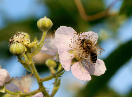 Bee and blackberry  - Blooming blackberry with a bee 