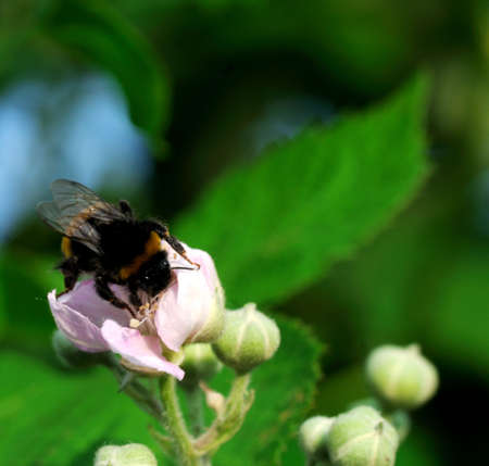 White flower blossom with a bee の写真素材