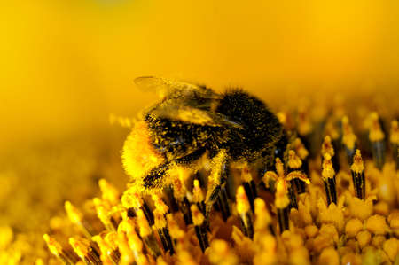 Bee and sunflower -  Blooming sunflower with a bee の写真素材