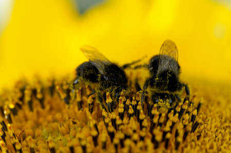 Bees and sunflower Blooming sunflower with bees の写真素材