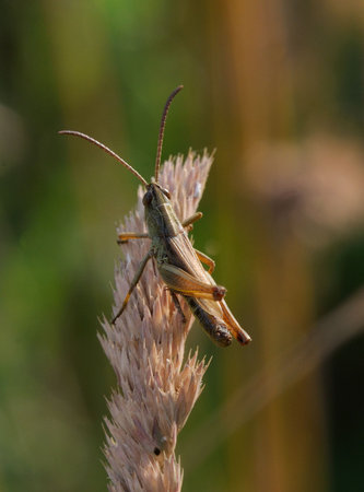 Grasshopper - A grasshopper on a blooming plant in pinkの写真素材