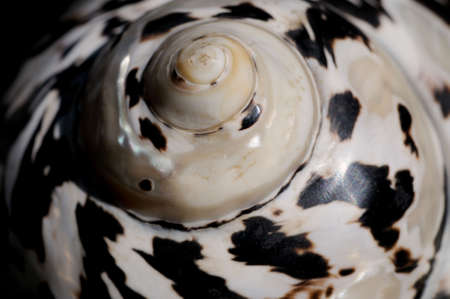 Snail-shell Close-up of a snail-shell in black and whiteの写真素材