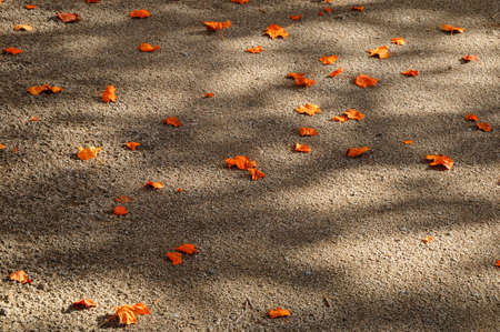 Autumn leaves - A group of fallen leaves lying on the ground の写真素材