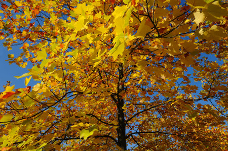 Autumn colors -  Colorful foliage of a deciduous tree in autumn under a blue sky