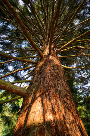Big spruce -  Part of a big spruce in sunshineの写真素材