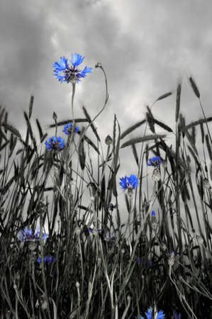 Rye and cornflowers A field of rye with cornflowersの写真素材