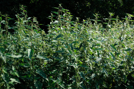 Nettles Blooming nettles in the sunshine