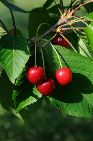Cherries Parts of a branch of a cherry tree with red cherries 