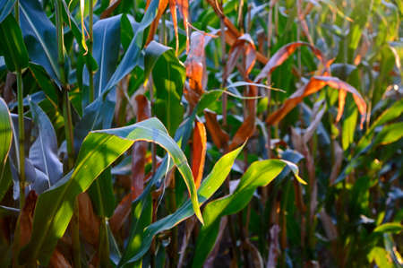Maize field Colorful maize field in autumnの写真素材
