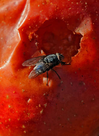 Windfalls and fly Apple in the state of decay with a hole and a flyの写真素材