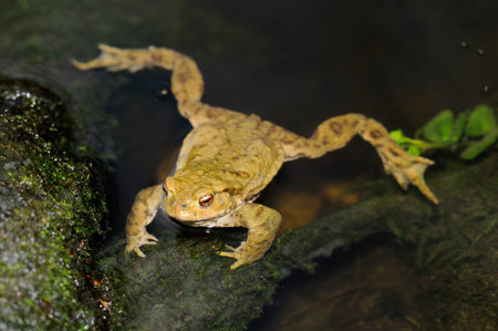 Toad A common toad on the shore of a pond