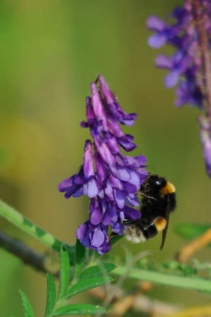 Vetch and bumblebee A bumblebee on a vetch wildflowerの写真素材
