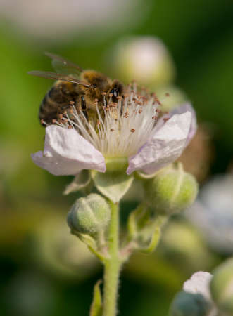 Thorny thistle flower with beeの写真素材