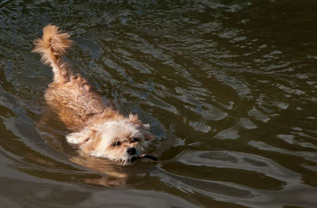Little dog with bright coat swimming in the waterの写真素材