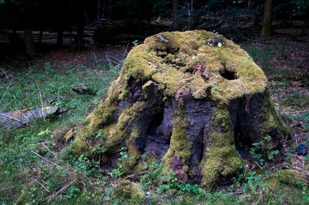 Old stump decayingの写真素材