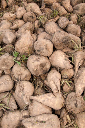 A pile of harvested sugar beetsの写真素材