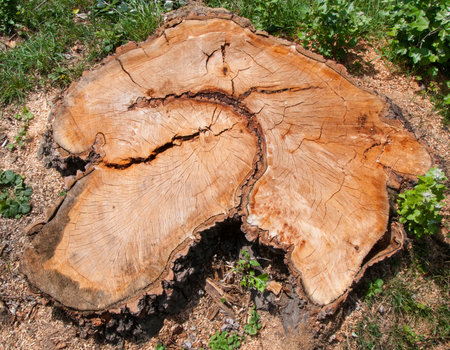 cross grained woodの写真素材