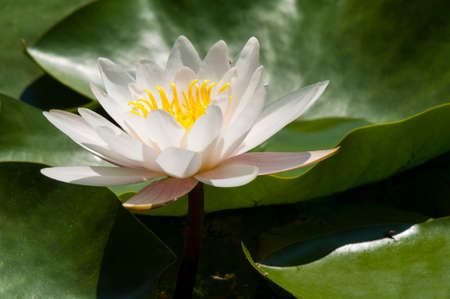 White water lilies blooming on a lake in the sunshineの写真素材