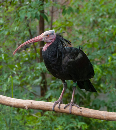 Waldrapp Birdの写真素材