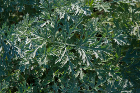 Vermouth, absintheの写真素材