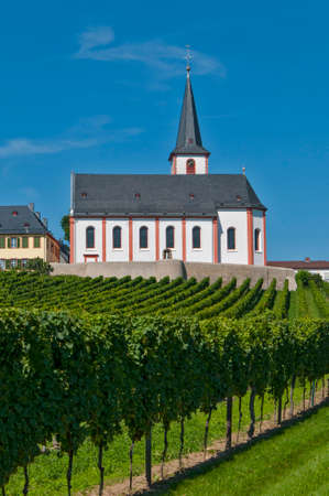 vine yard hochheim am Main, germanyの写真素材