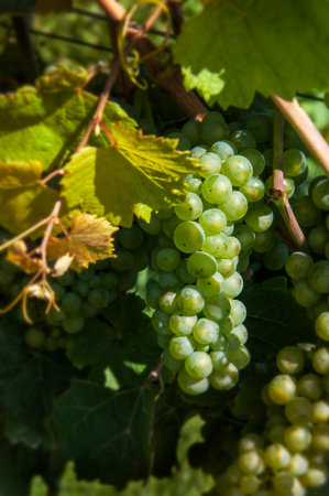 vine stock with white grapesの写真素材