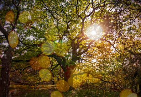 Oak tree in autum light