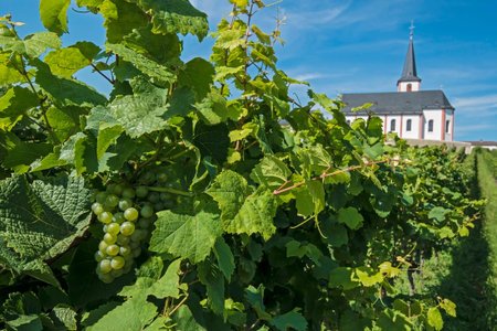 vine yard hochheim am Main, germany