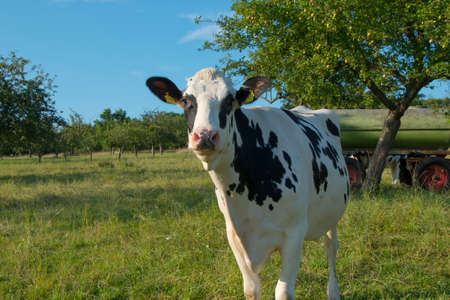 young cattle on a meadow, ecologically sustainable farmingのeditorial素材