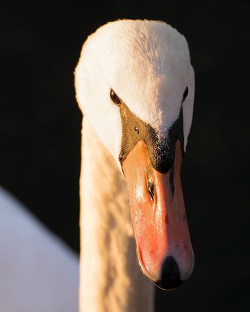 The angry swan. Como lake - Italyの写真素材