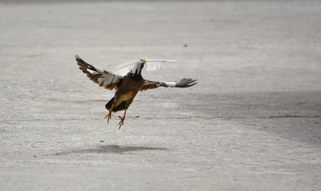 Birds are going to nest.の写真素材
