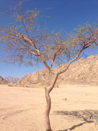 desert plantの写真素材