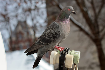 Pigeon sitting on the antenna